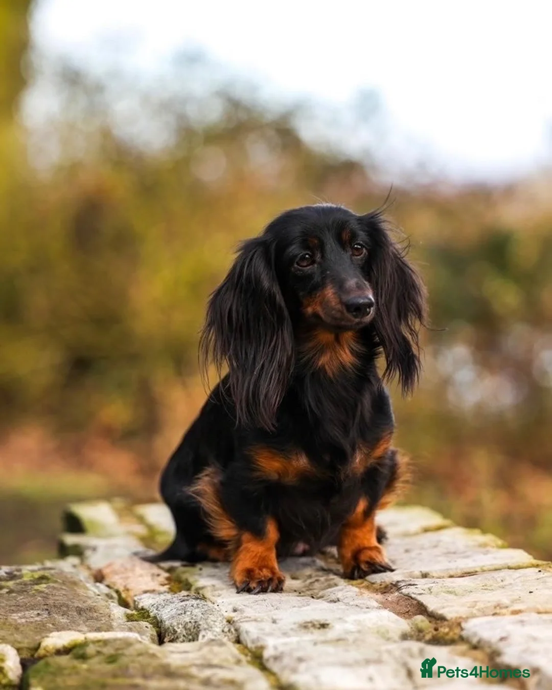 Miniature Dachshund dogs for sale: KC long haired miniature dachshund female🩷 in Rhyl - Advert 9