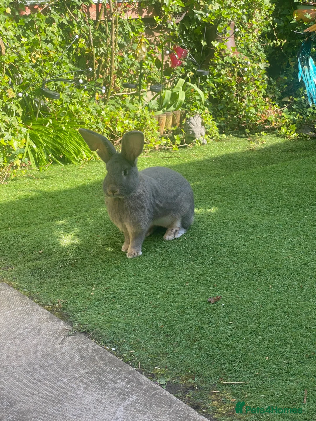 Mixed Breed rabbits for sale: Bluey 🐰 in Washington - Advert 1