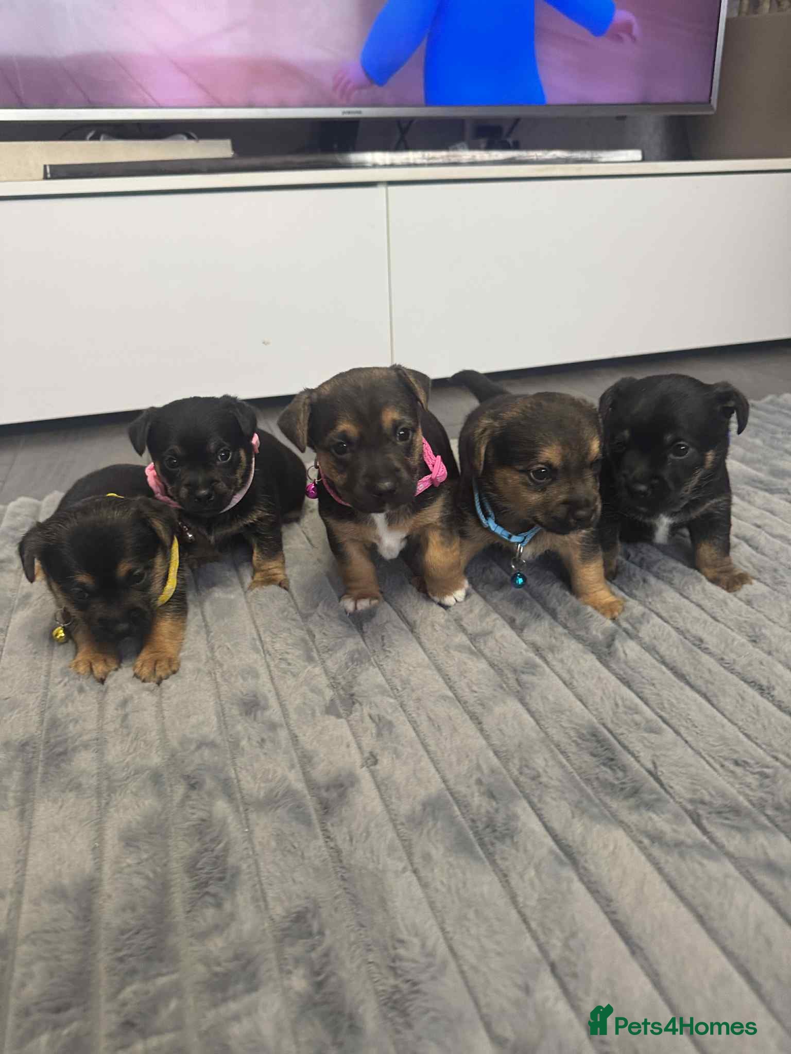 Jack Russell dogs Jack Russell puppies  - Advert 4