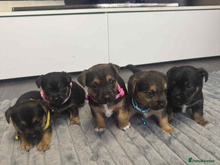 Jack Russell dogs Jack Russell puppies - Advert 8