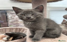 Siberian cats for sale: Siberian cross kittens - Image 5