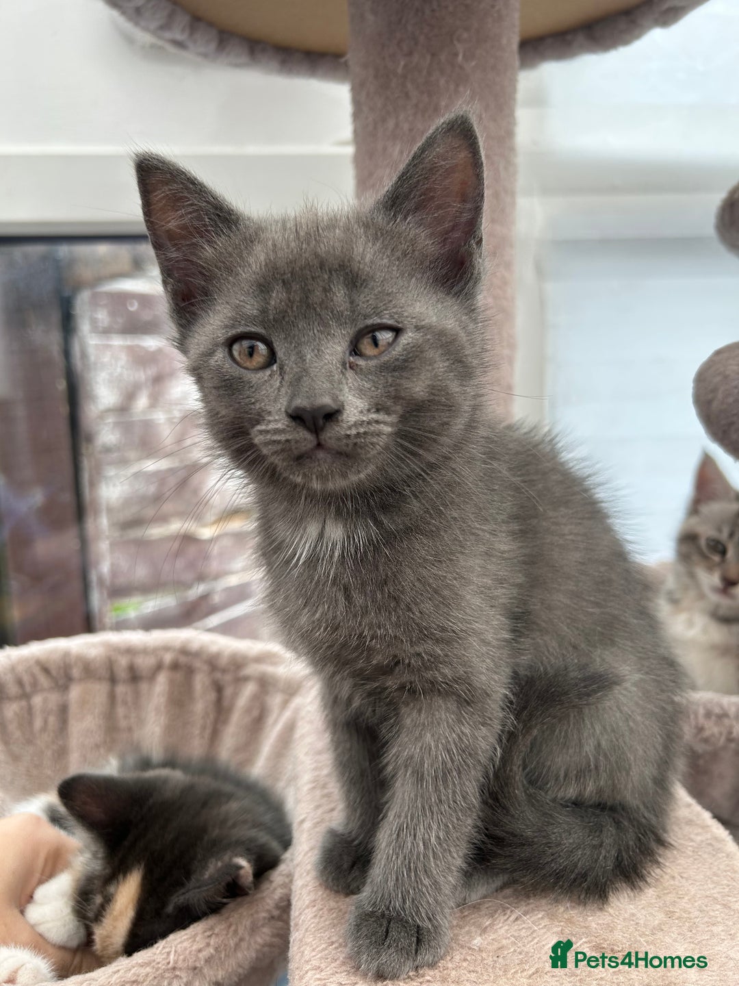 Siberian cats for sale: Siberian cross kittens - Image 5