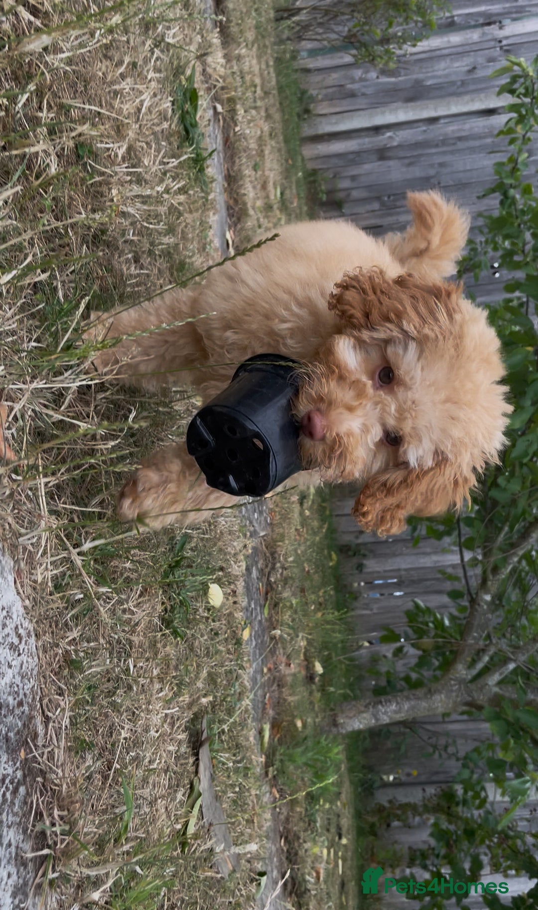 Miniature Poodle dogs for sale: Apricot miniature poodle  - Image 4