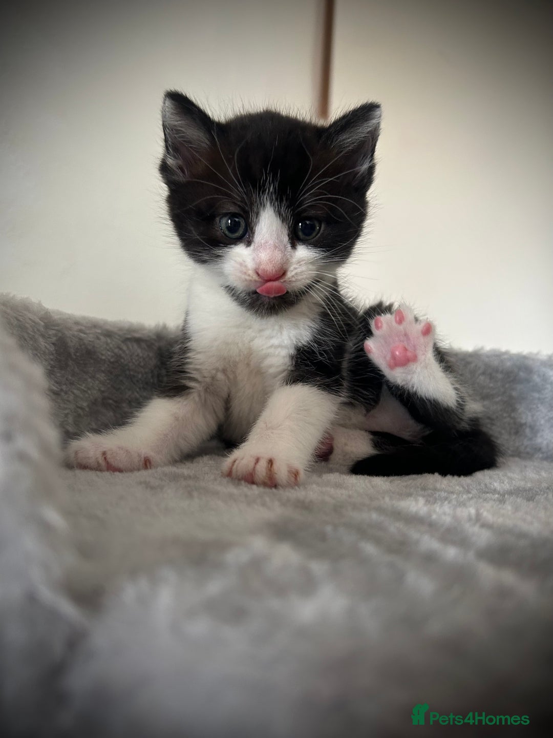 Ragdoll cats for sale: Ragdoll x Kittens ( prices vary)  - Image 8