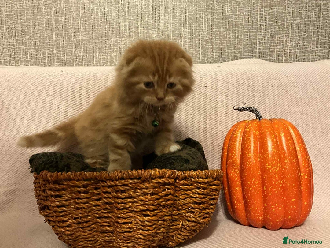 Scottish Fold cats for sale: !4 LEFT! BEAUTIFUL SCOTTISH FOLDS  - Image 1