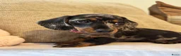 Miniature Dachshund dogs for sale: Reduced💜KC pedigree Mini Dachshund puppies - Advert 20