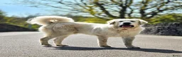 Pyrenean Sheepdog dogs for sale: RARE POLISH TATRA SHEPHERD (Owczarek Podhalanski) - Advert 11