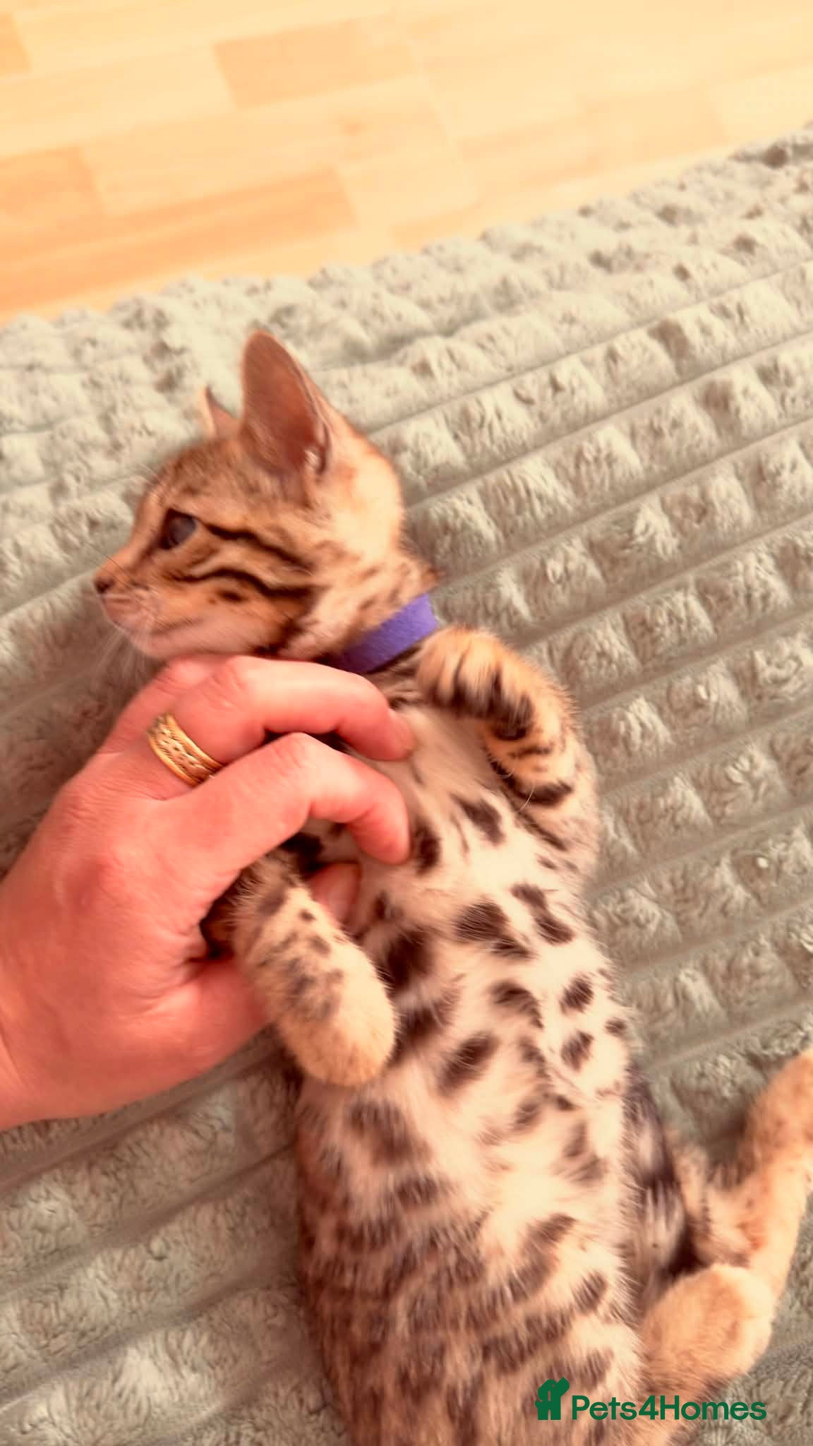Bengal cats Stunning Purebred Bengal Kittens for sale. - Advert 2