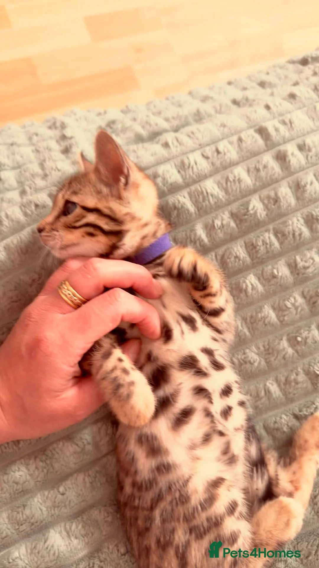 Bengal cats for sale: Stunning Purebred Bengal Kittens for sale. - Advert 2