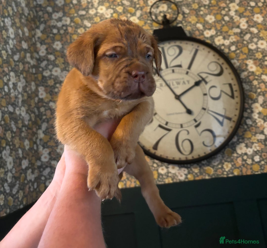 Dogue De Bordeaux dogs for sale: 6 stunning chunky Douge de Bordeux pups - Image 6