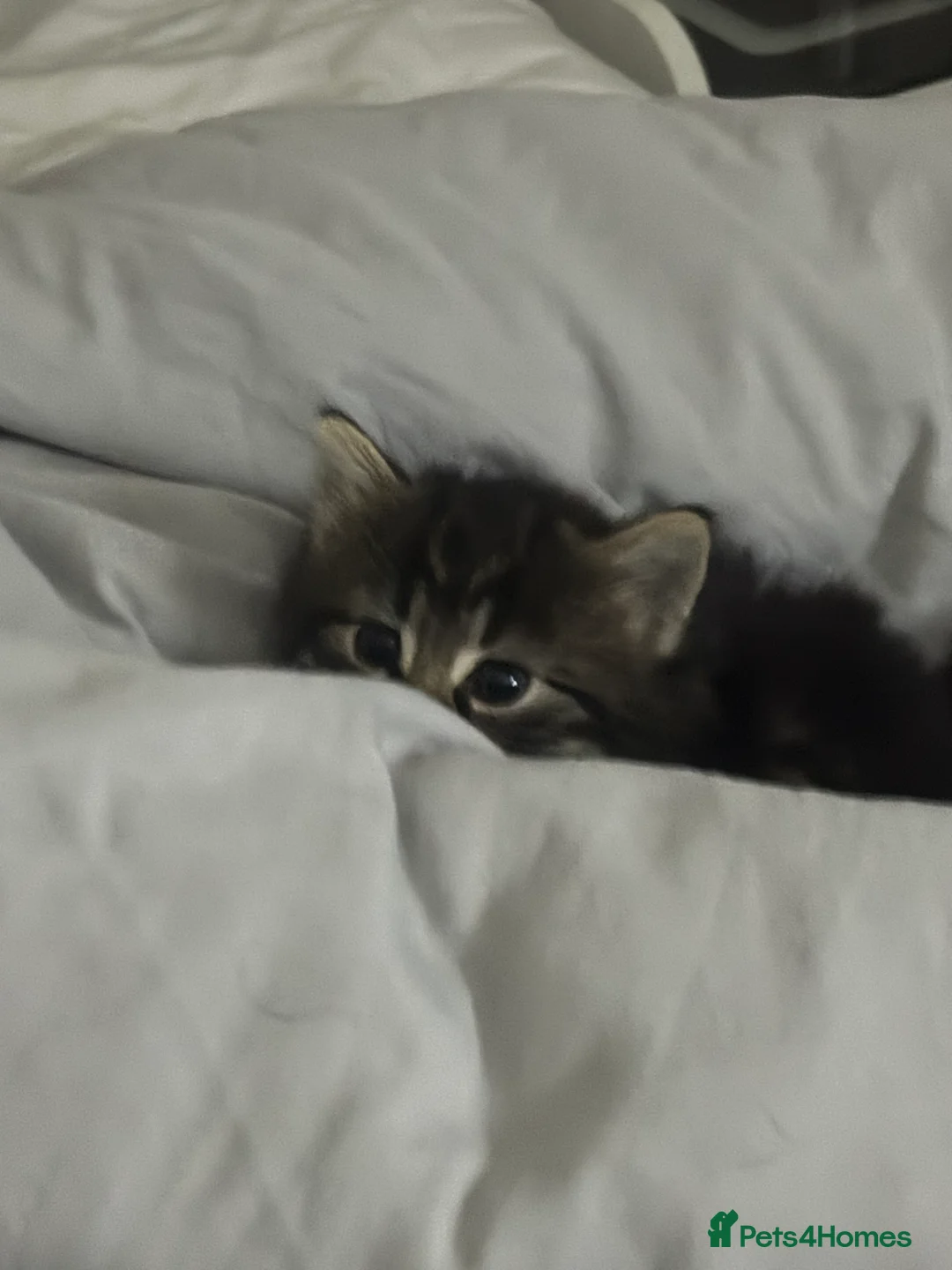 Scottish Fold cats for sale: 🐱💗💝 Ready to go on the 14th of February 💝 💗🐱 - Advert 23