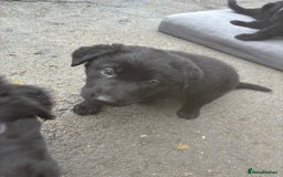 German Shepherd dogs for sale: ONE GIRL AVAILABLE -German shepherd puppies - Image 12