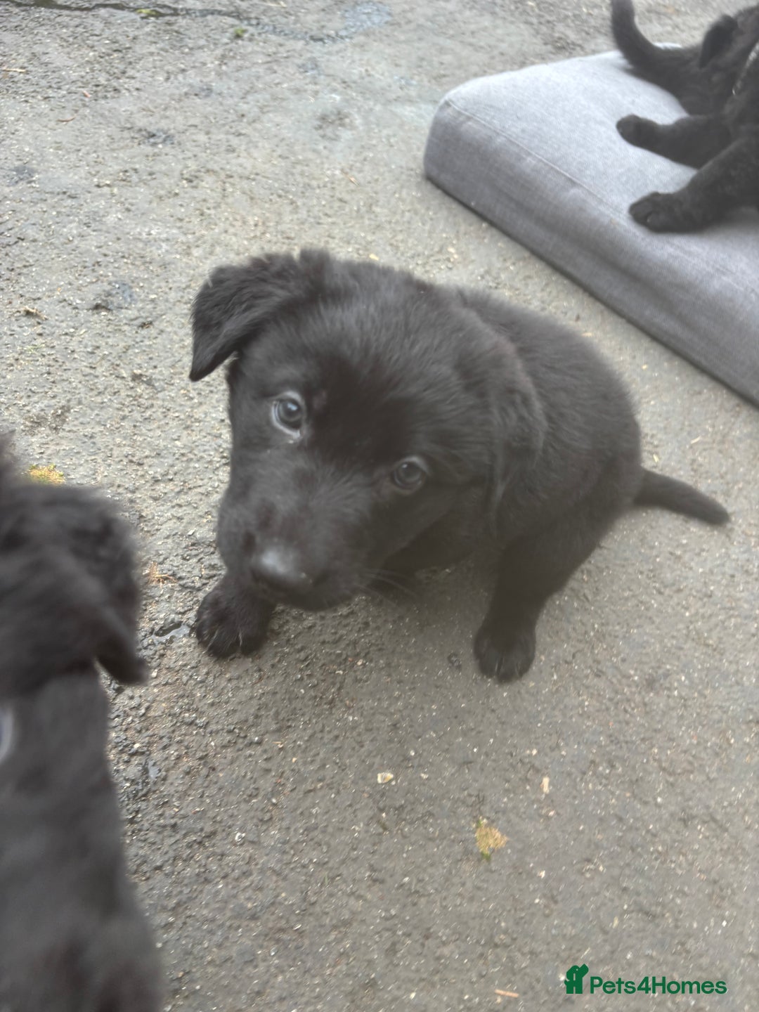 German Shepherd dogs for sale: ONE GIRL AVAILABLE -German shepherd puppies - Image 12
