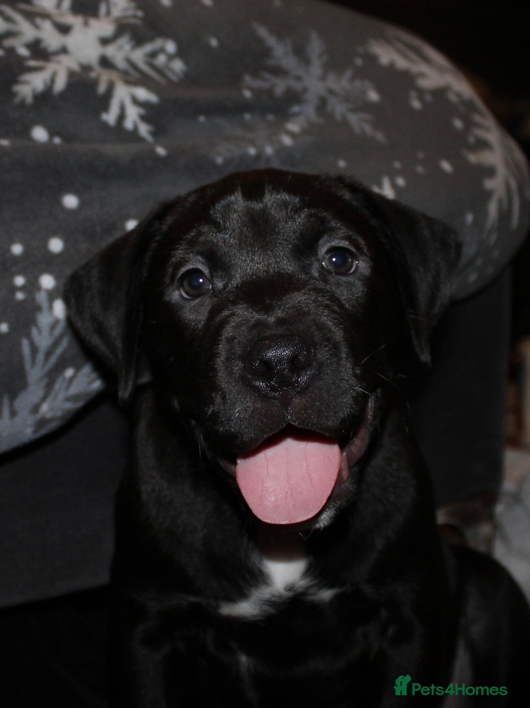 Mixed Breed dogs for sale: Labrador X pups 2 girls left !  - Advert 5