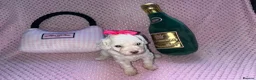 Cockapoo dogs for sale: Stunning cockapoo puppys  - Advert 27