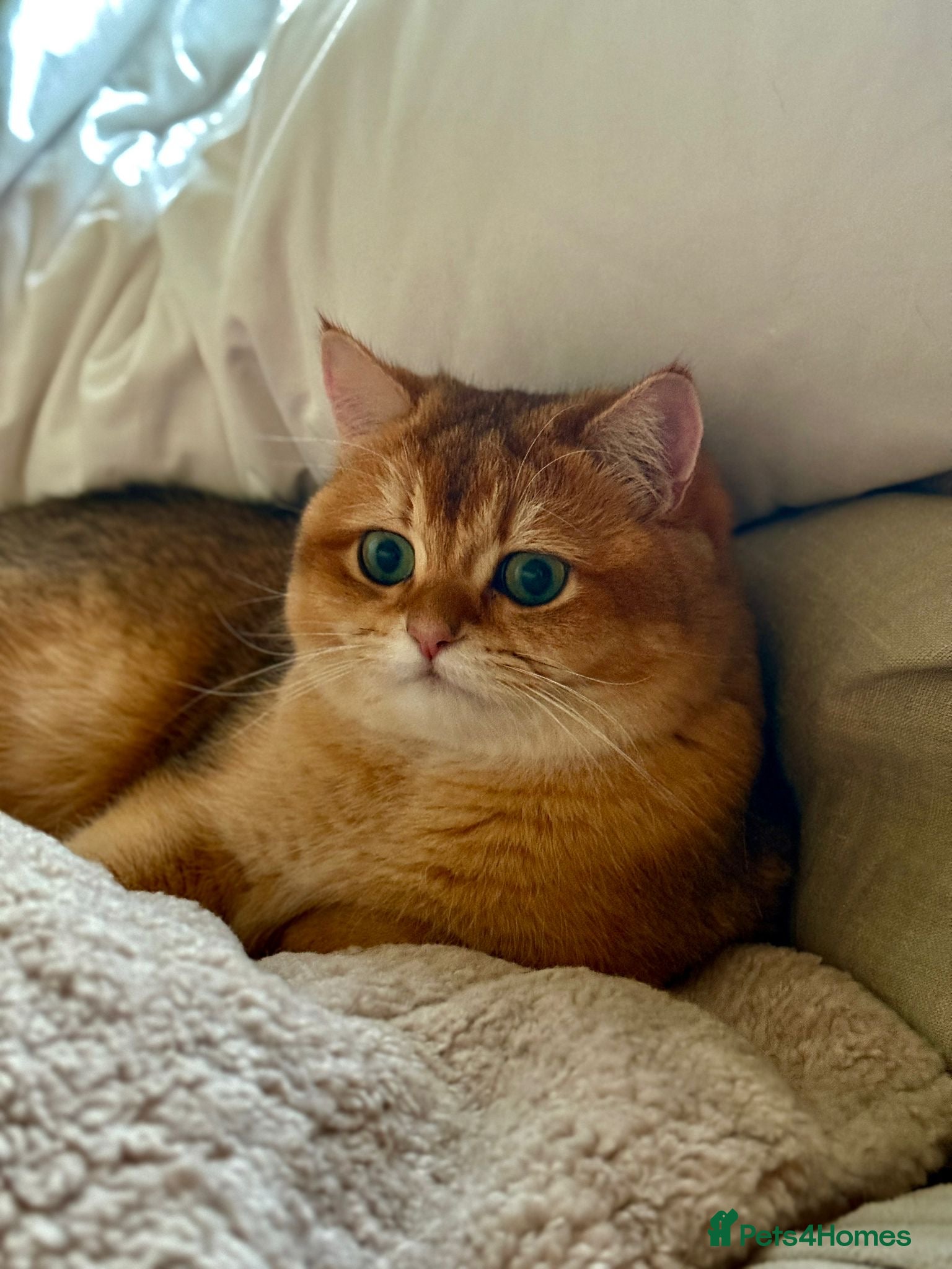 British Shorthair cats for sale: 2 boys Golden BSH for rehoming  - Advert 2
