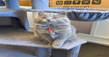 British Longhair cats - Advert 14