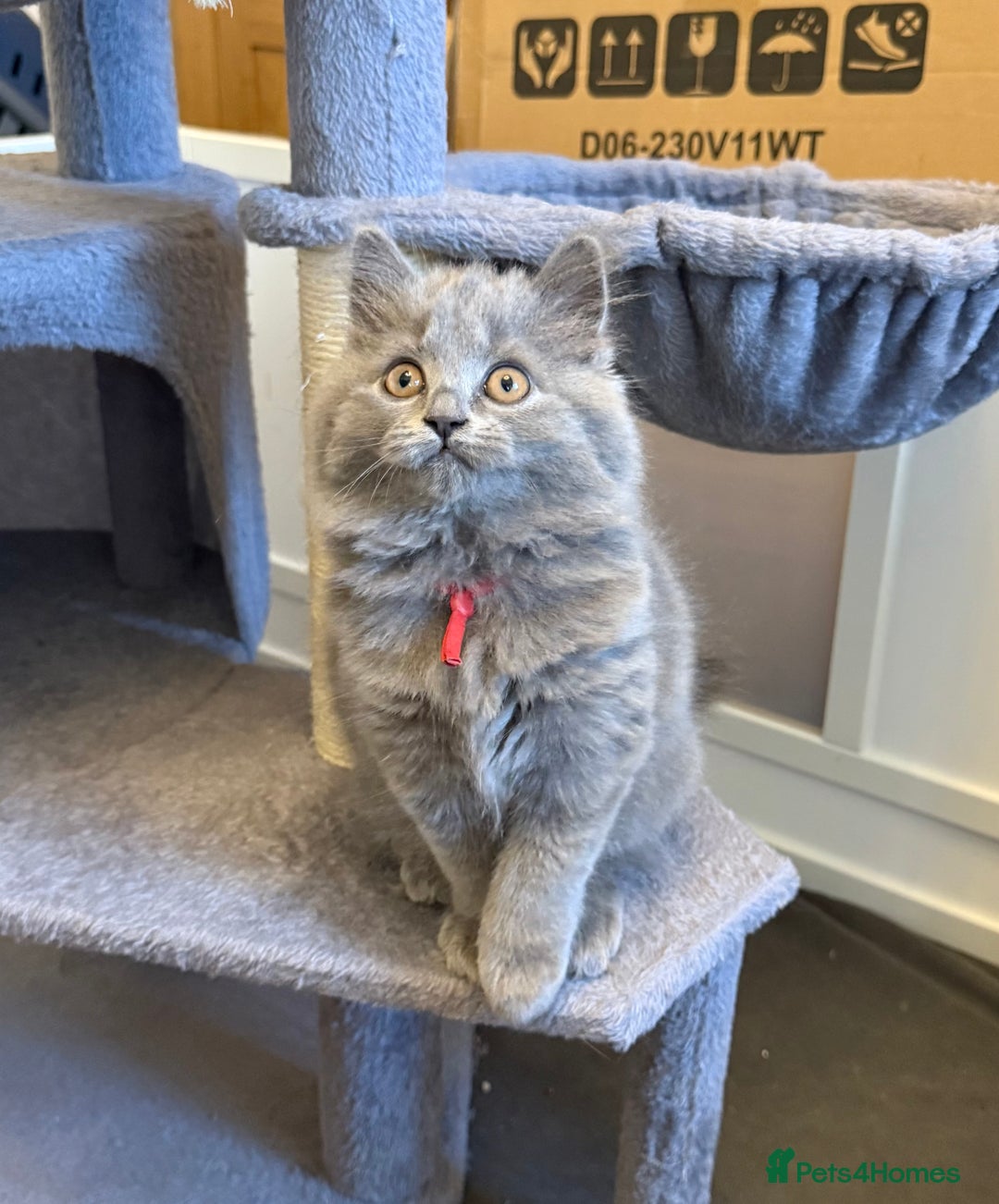 British Longhair cats for sale: Beautiful GCCF registered British long haired  - Image 3