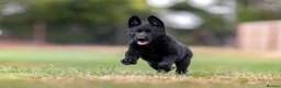 German Shepherd dogs for sale: Top working line KC GSD pups  - Advert 6