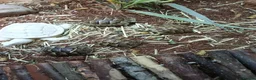 Tortoise reptiles for sale: Med spur thigh tortoises  - Advert 4