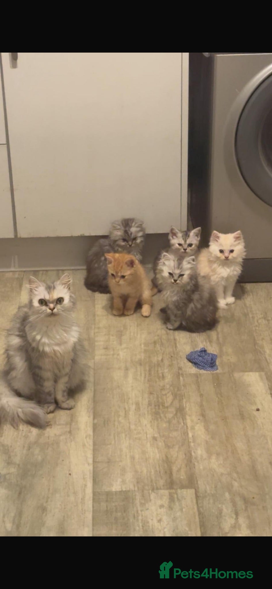 Mixed Breed cats Persian x ragdol  - Advert 8