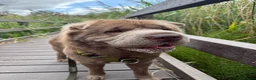 Shar Pei dogs for stud: Yogi Bear for stud 🐶🧸 - Advert 2