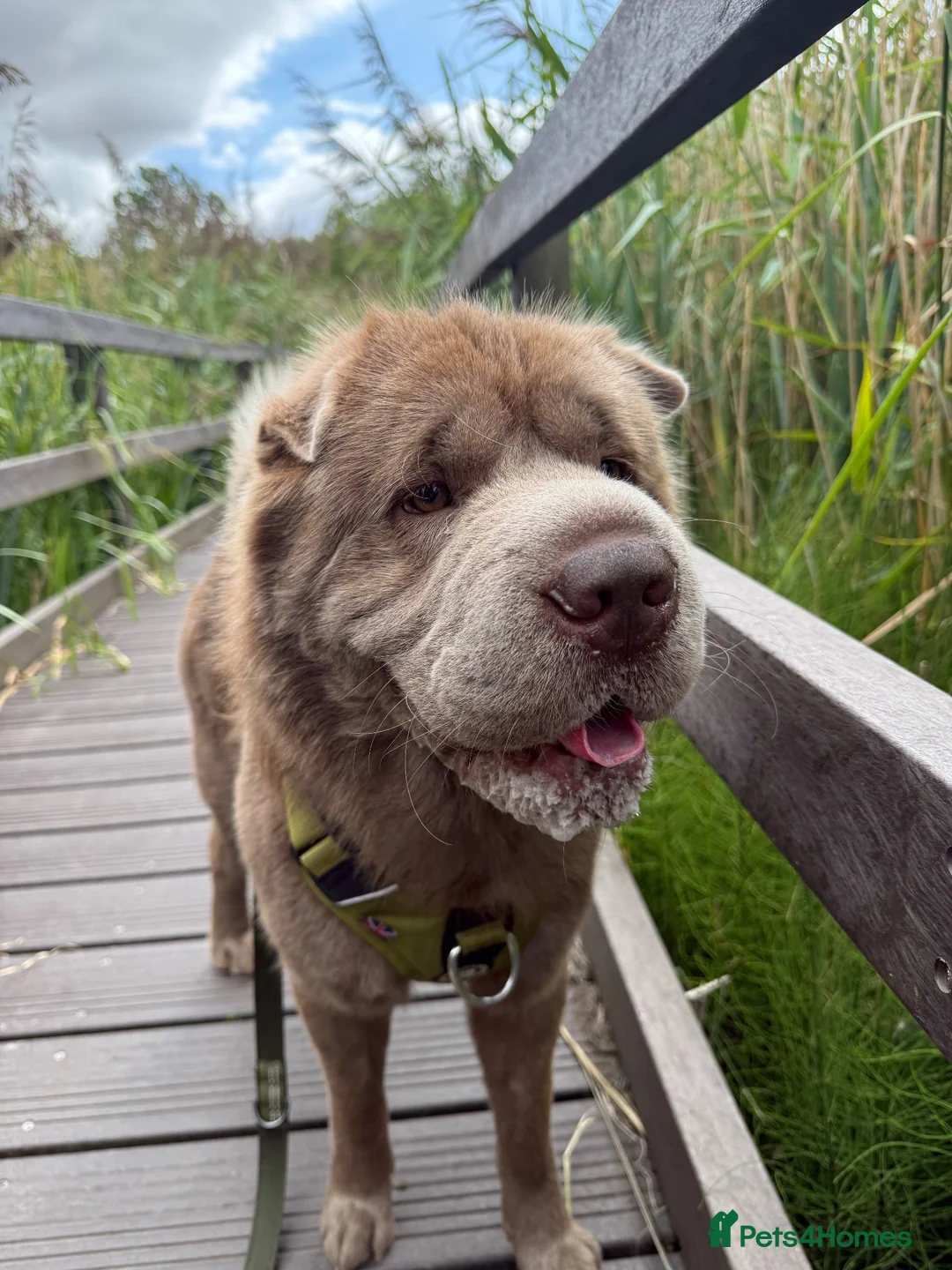 Shar Pei dogs for stud: Yogi Bear for stud 🐶🧸 - Advert 2