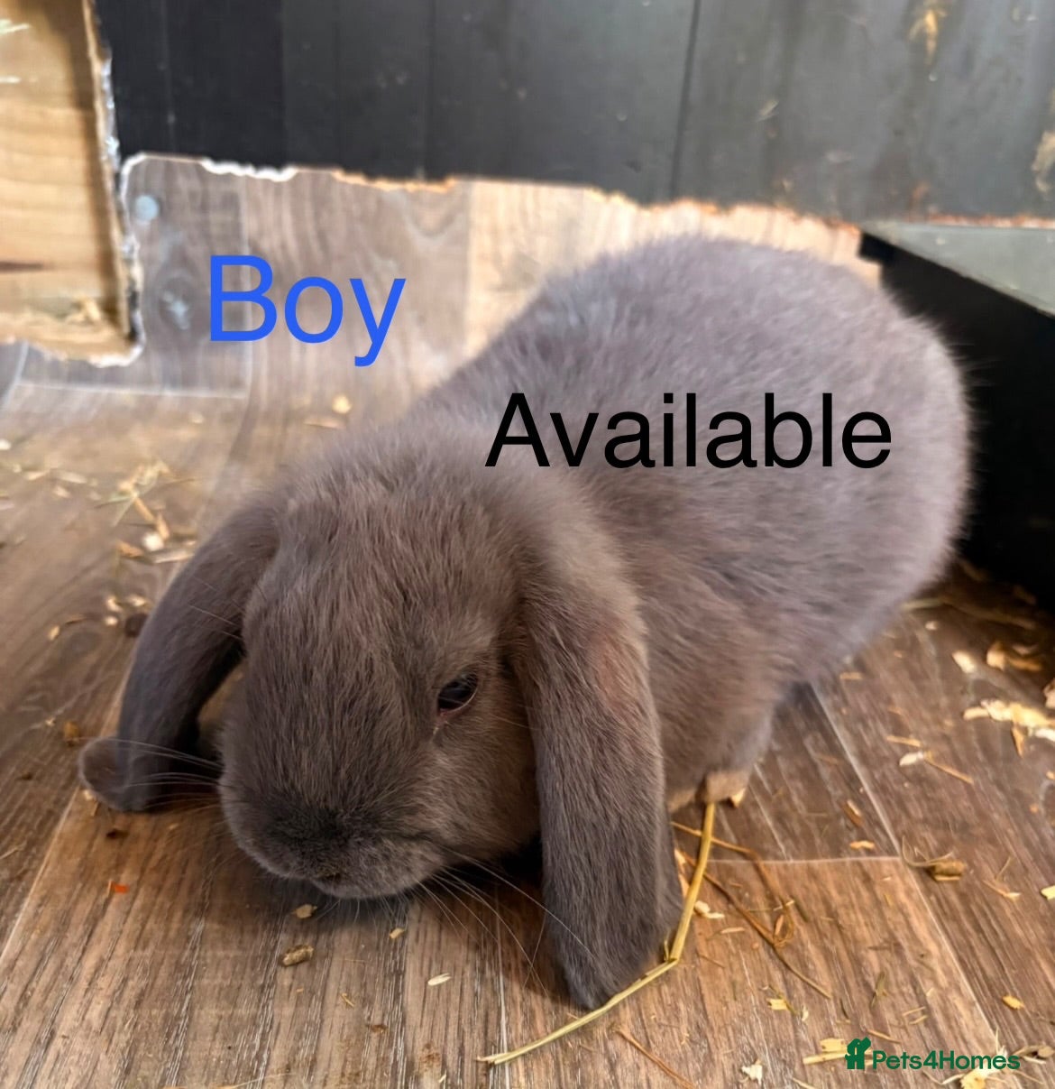 Mini Lop rabbits ONLY 3 BOYS LEFT, READY NOW Lop eared Rabbits - Advert 1
