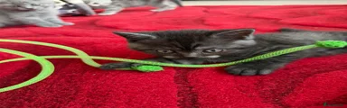 Scottish Fold Kitten 1