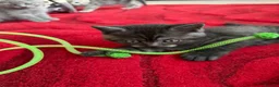 Scottish Fold cats for sale: British Shorthair and Scottish Fold kittens - Advert 11