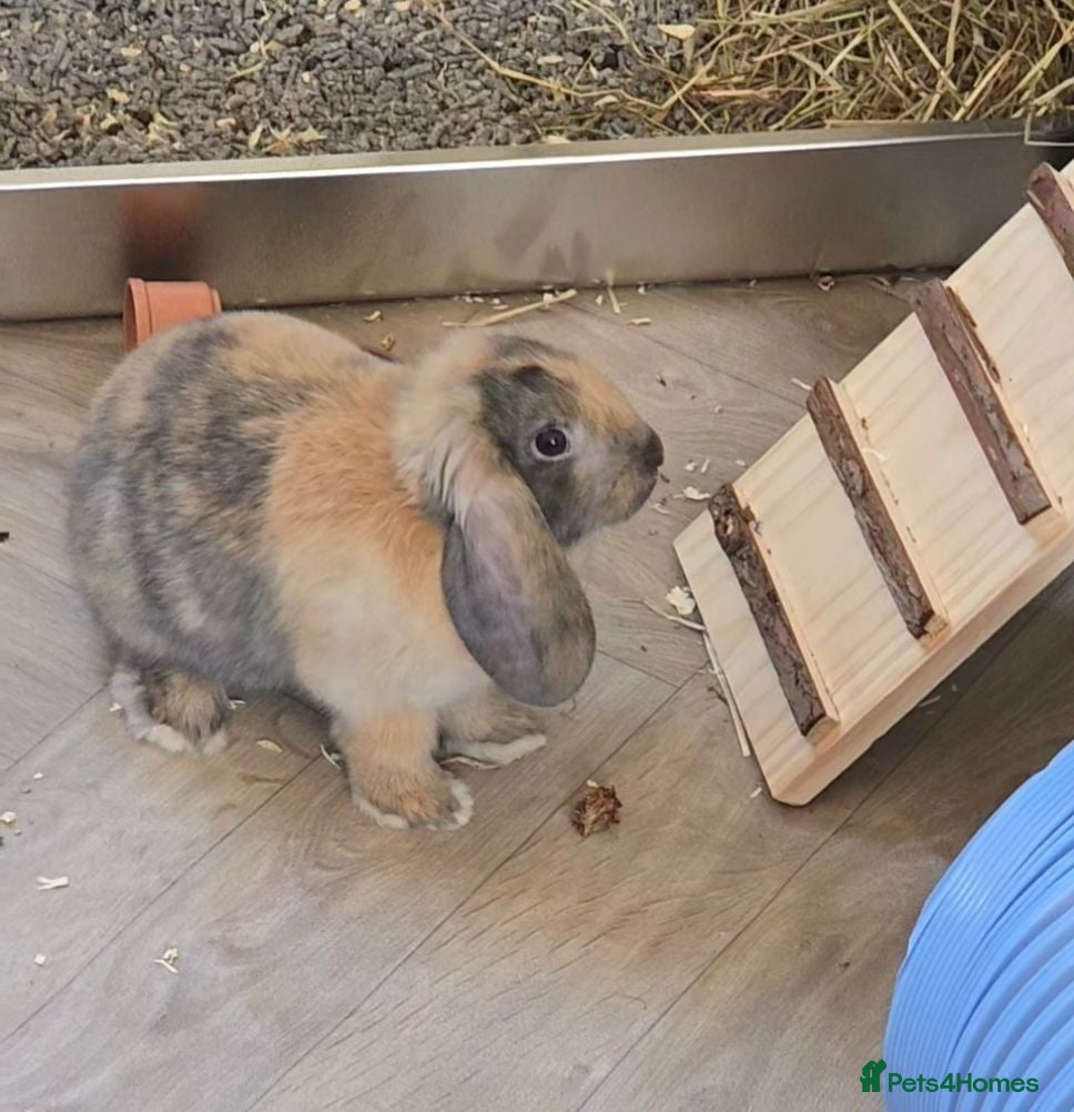 Mini Lop rabbits 6 month male lop - Advert 3