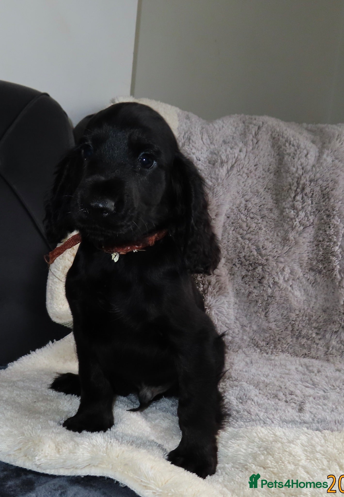Cocker Spaniel dogs Ready for there forever homes  - Advert 2