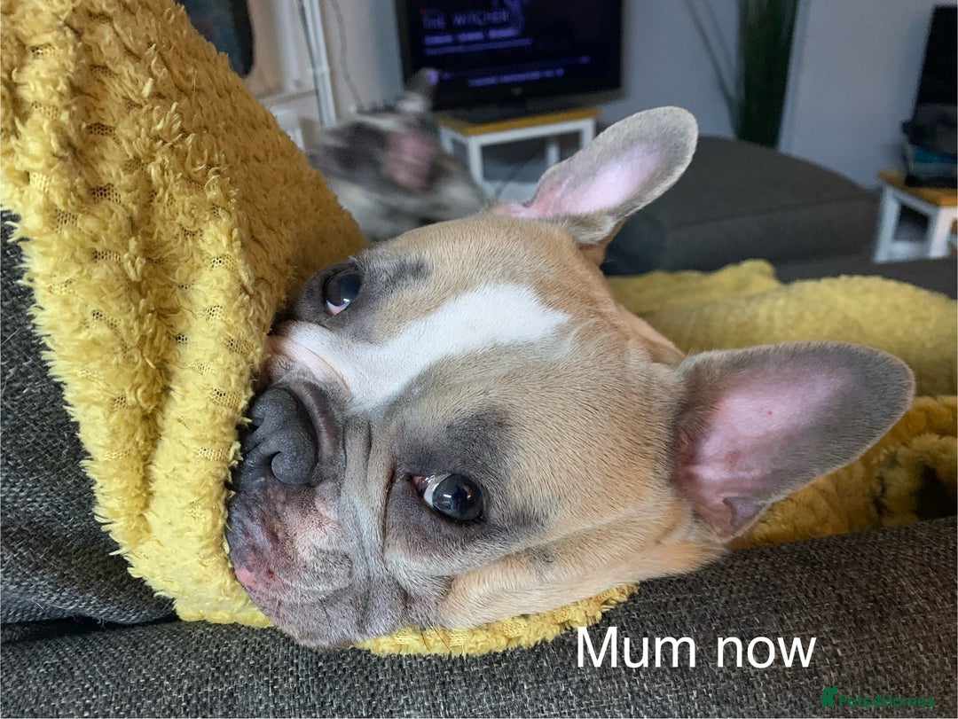 French Bulldog dogs for sale: French bulldog puppies with blue and merle  - Image 5