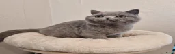 British Shorthair cats for sale: Stunning British Shorthair & Longhair Kittens  - Advert 8