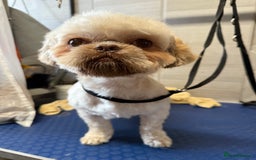 Shih Tzu dogs for sale: Adult shihtzu boy  - Image 3
