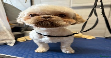 Shih Tzu dogs - Advert 5