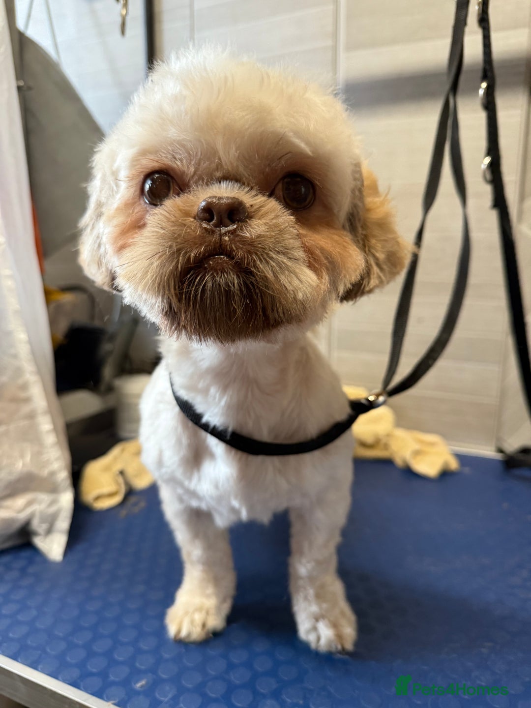 Shih Tzu dogs for sale: Adult shihtzu boy  - Image 3