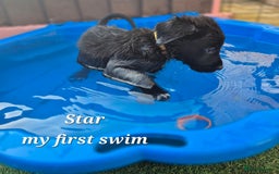 Border Collie dogs for sale: LAST BEAUTIFUL BORDER COLLIE - Image 5