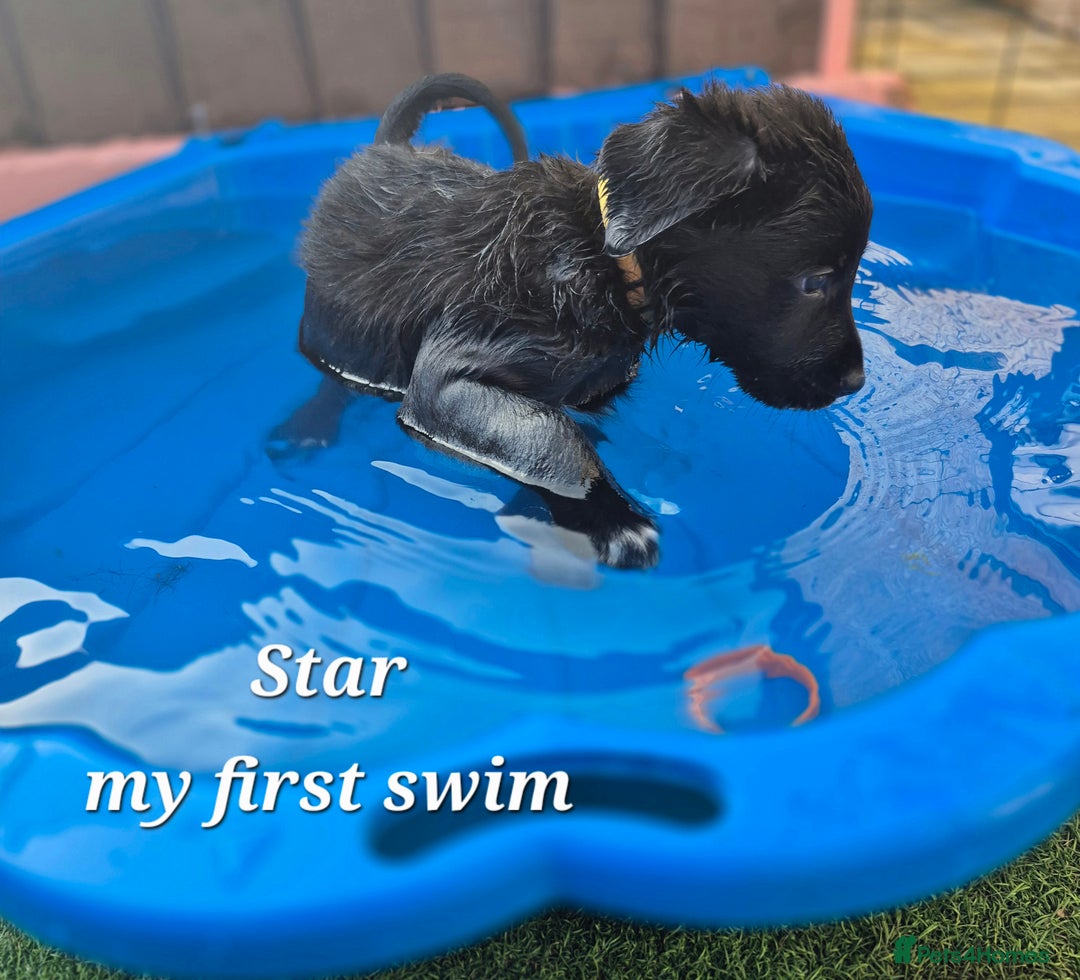 Border Collie dogs for sale: LAST BEAUTIFUL BORDER COLLIE - Image 5