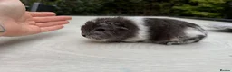 Guinea Pig rodents for sale: Swiss Baby Boy  - Advert 2