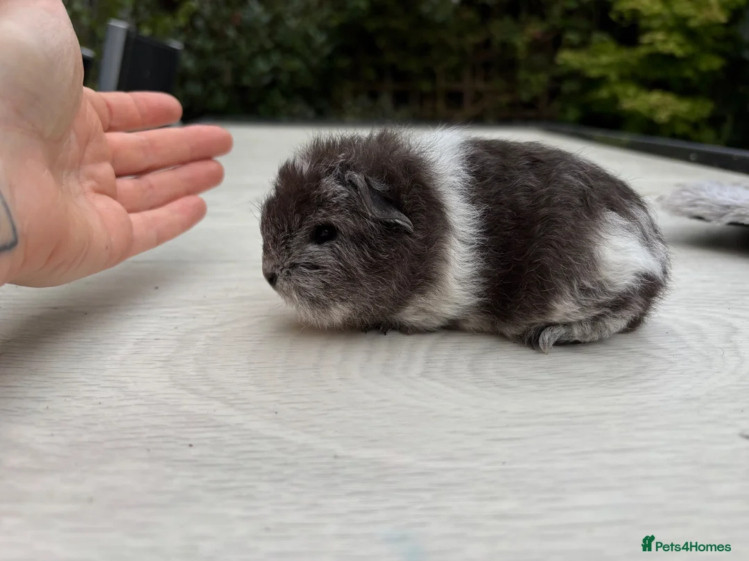 Guinea Pig rodents for sale: Swiss Baby Boy  - Advert 2