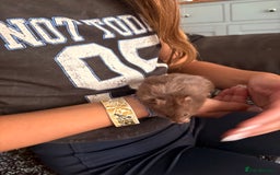 Hamster rodents for sale: Friendly Syrian hamster babies  - Image 19