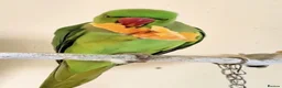 Parrots birds for sale: Baby tamed ring neck talking parrot  in Stratford-upon-Avon - Advert 3