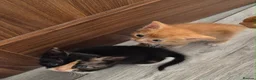 Mixed Breed cats for sale: Kittens in Coventry - Advert 6