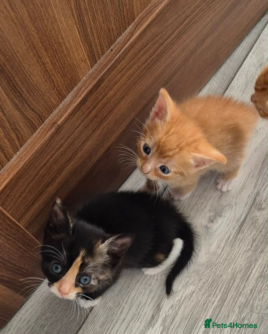 Mixed Breed cats for sale: Kittens in Coventry - Advert 6