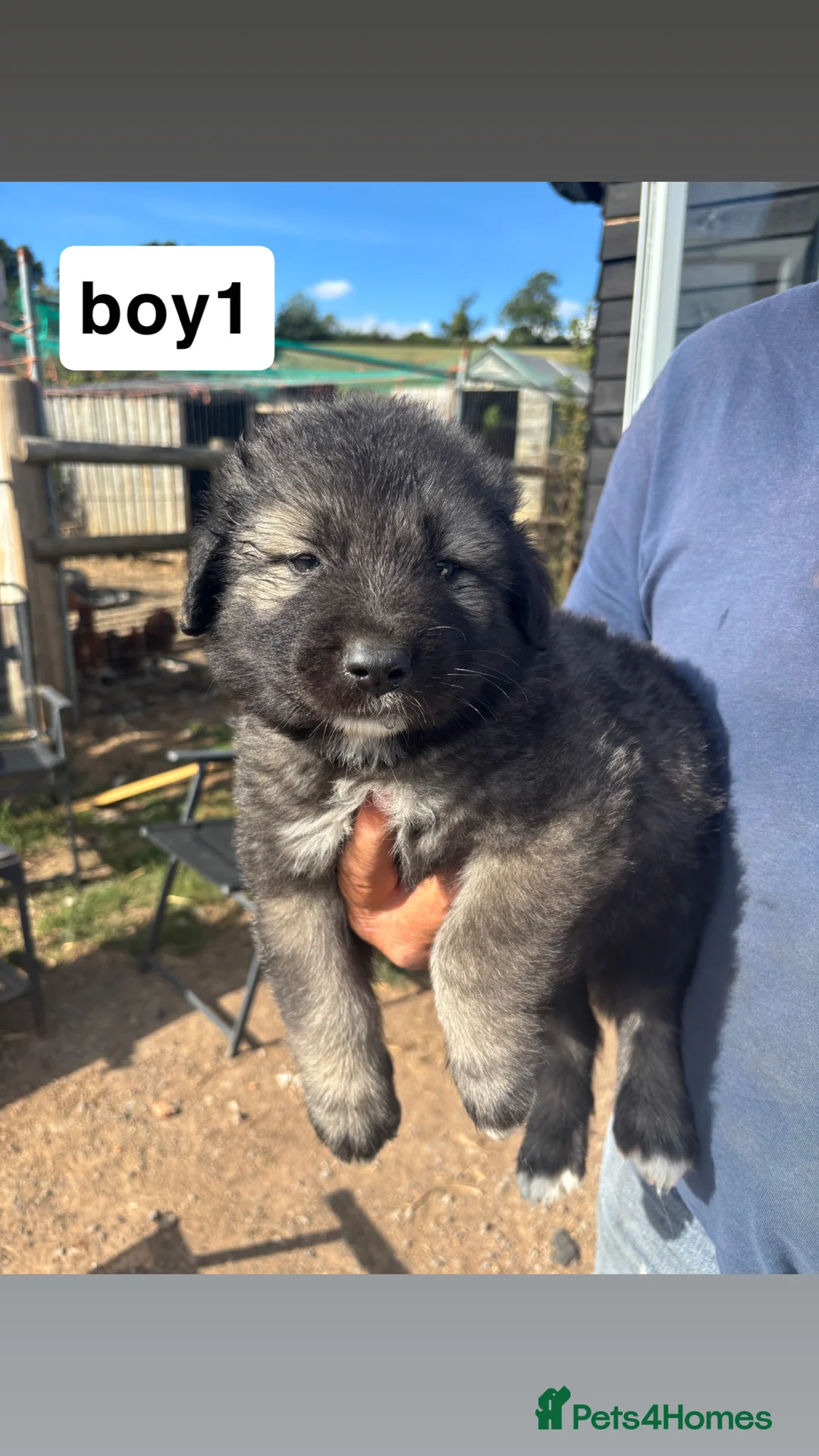 Caucasian Shepherd Dog dogs for sale: Caucasian sheperd puppies  - Advert 13