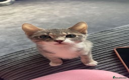 British Shorthair cats for sale:  **   - Advert 1