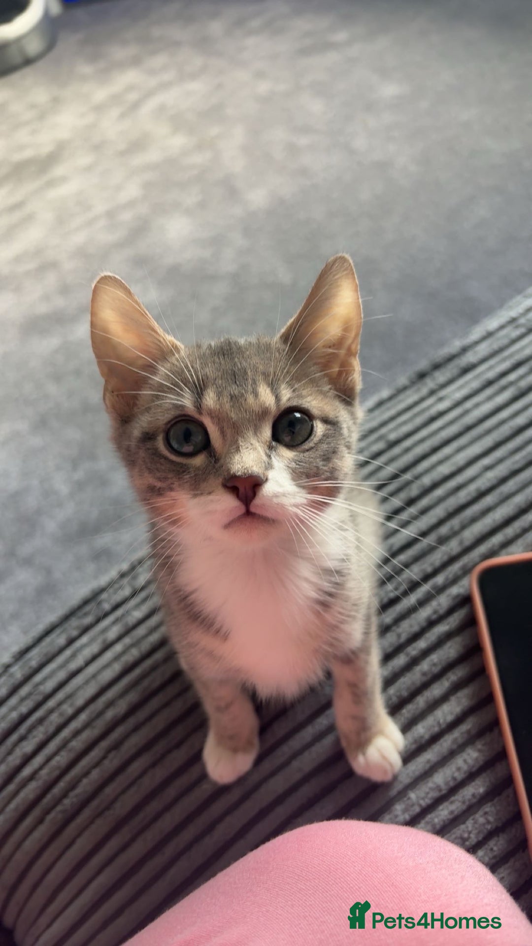 British Shorthair cats for sale:  **   - Advert 1