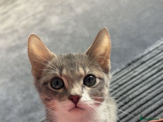 British Shorthair cats ** - Advert 6