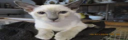 Siamese cats for sale: siamese kittens - Advert 5